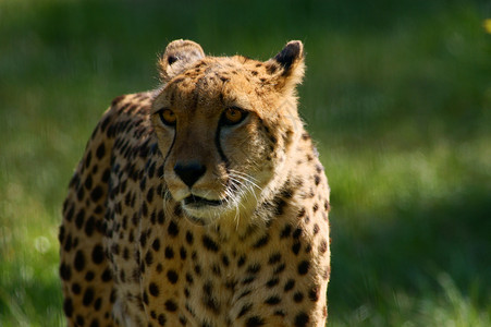 印度豹动物危险的高清图片