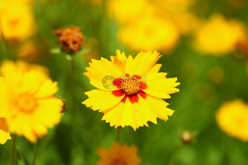 花园或阳光明媚的草原上黄花春或夏背景图片