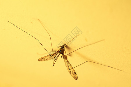 一只菜花出墙来一只蚊子坐在室内的黄色墙上特背景