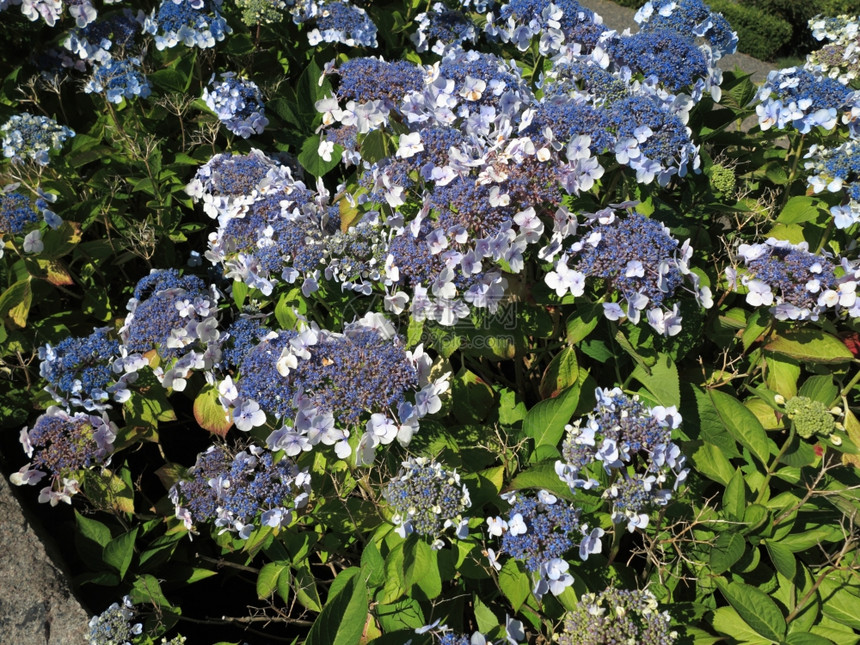 HydrangeaAsperaMacrophylla树苗花丛灌木图片