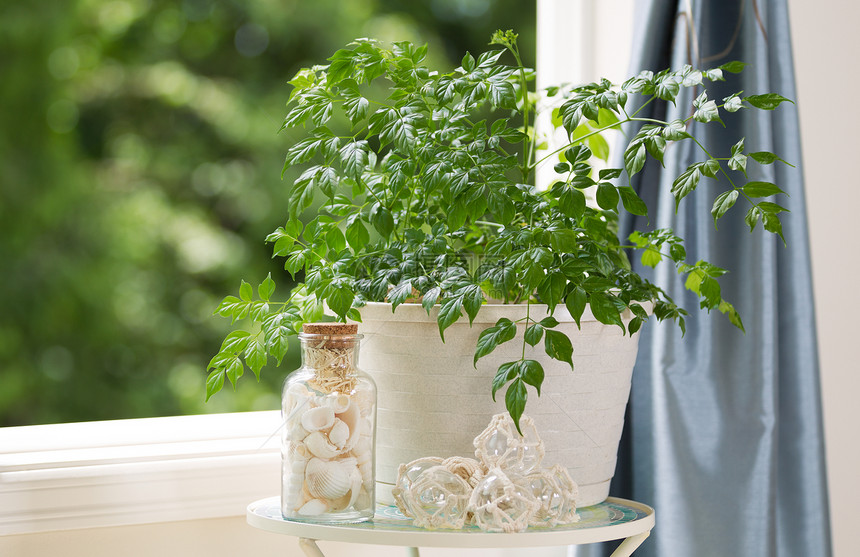 家用植物的横向视图其装饰品放在小桌子上靠近窗打开日光穿透在背景中模糊树木图片