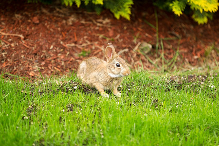 年轻野兔吞食鲜草和背景花棚的横向照片图片