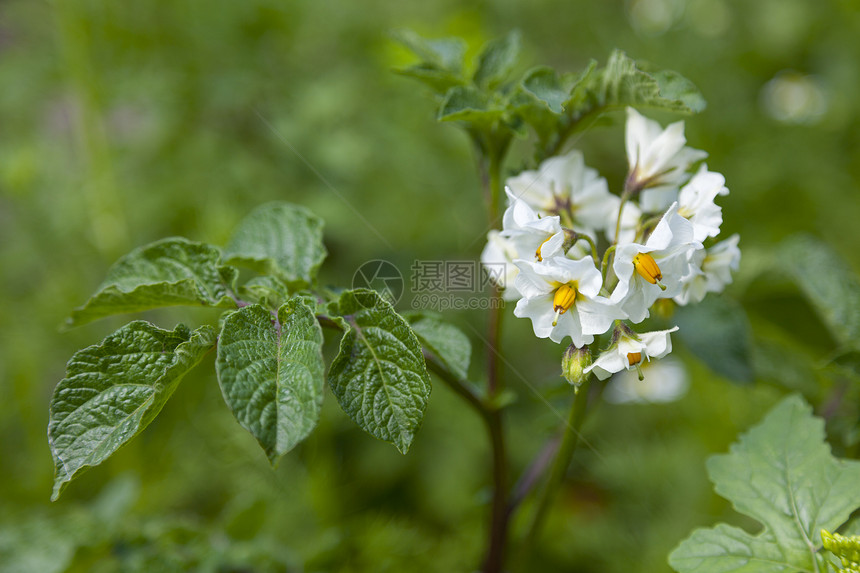 白花索拉南管状甘油土豆图片