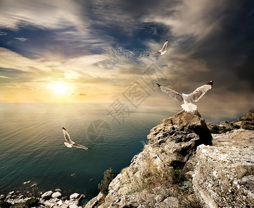 日落时海面和山上有三个海鸥图片