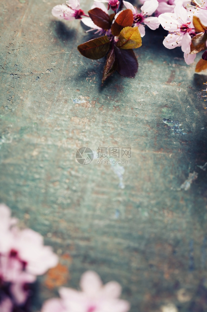 生锈木制桌边的春花图片