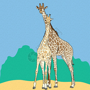 爱的长颈鹿中有趣一对情侣背景图片