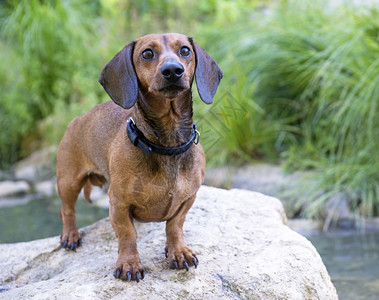 Dachshund直立在河的岩石上图片