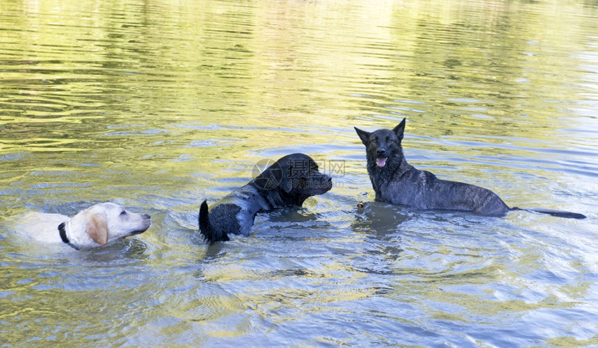 三只狗拉布多犬罗威勒和河里的牧羊图片