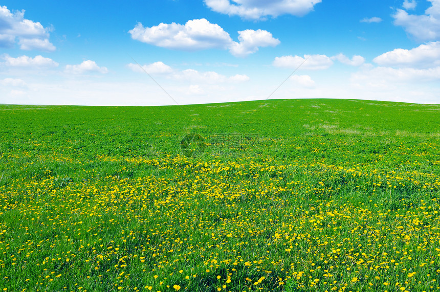 dandelion田地和天空图片