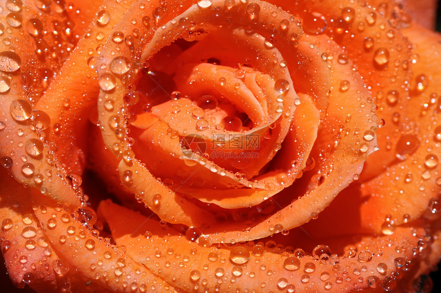 玫瑰下着雨图片
