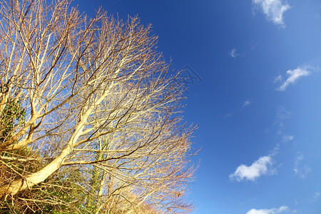 树枝与蓝天图片