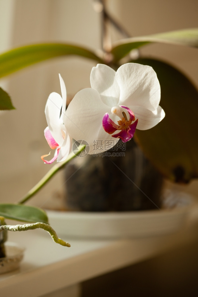 优雅的白色兰花室内开的热带朵大自然图片