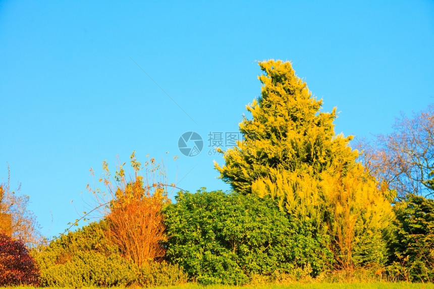 美丽的秋天风景树落下蓝色的天空在户外图片