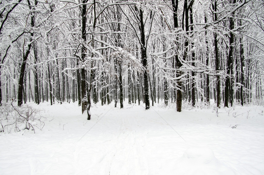 美丽的冬季森林和道路图片