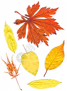 收藏美丽多彩的秋叶在白色背景上隔离色彩多的普通秋叶高清图片