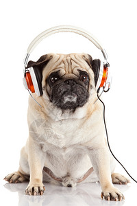 听音乐的狗图片