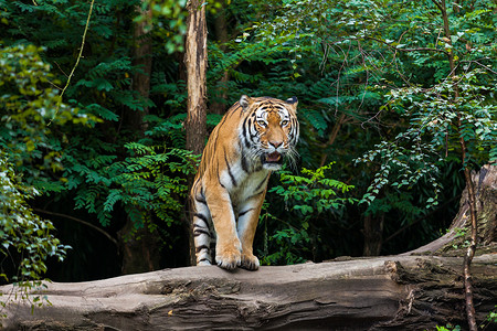 虎哺乳动物皇家虎高清图片