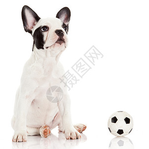 法国公牛狗有玩具球白对背景图片