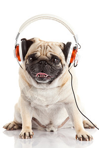 听音乐的狗图片