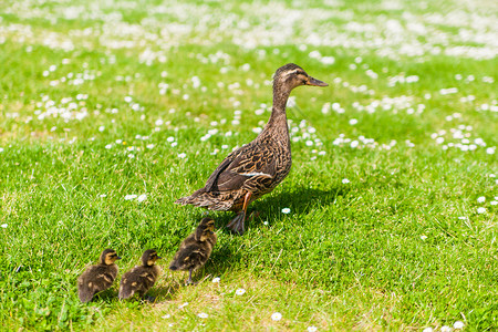 鸭子的家庭年轻的野鸭高清图片