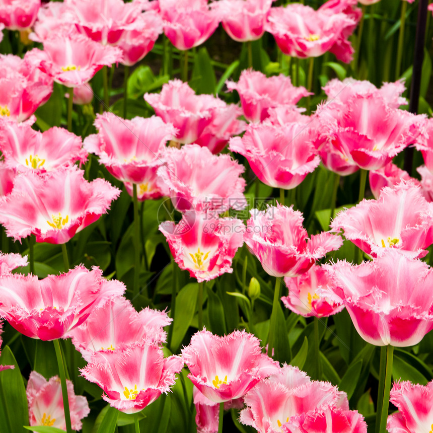 美丽的郁金香田美丽的春花鲜背景图片