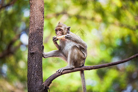 猴子吃桃子猴子背景