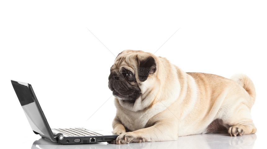 带笔记本电脑的狗图片