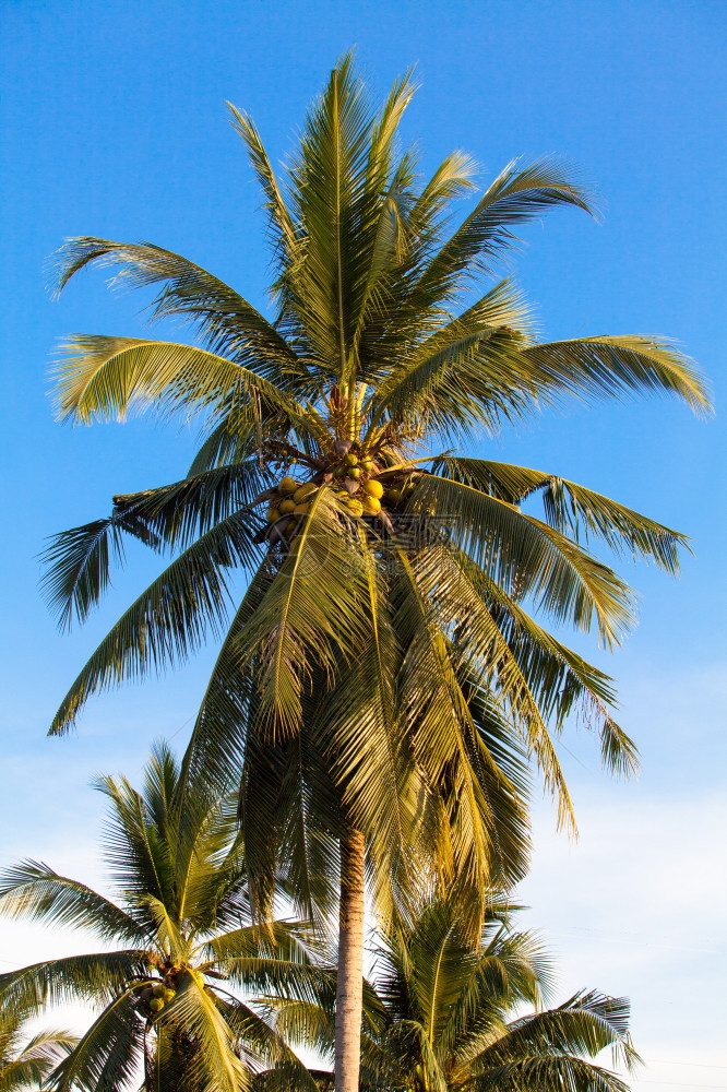 椰子树上的果子图片