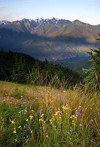 荒野斜坡高山的夏天真是多彩盛情款待背景