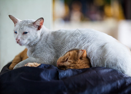 两只猫睡着图片