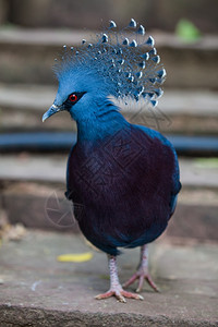 维多利亚加冕鸽异种鸟哥拉维多利亚图片