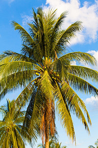 椰子树棕榈上的椰子果图片