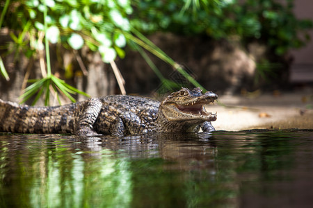 凯门鳄Caimancrocodilus年轻鳄鱼背景