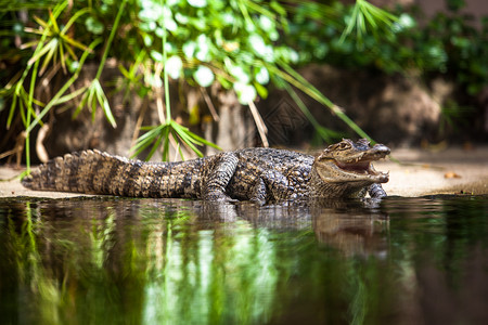 凯门鳄Caimancrocodilus年轻鳄鱼背景