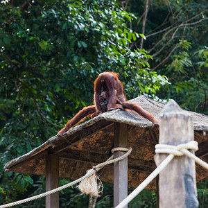 Orangutan饮尿图片