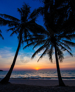 良夕热带日落棕榈树图片