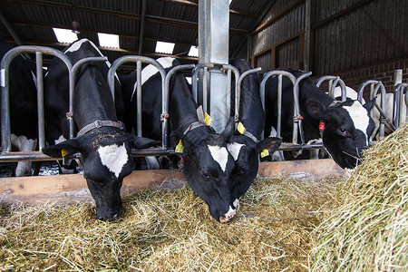 农场里的奶牛背景图片