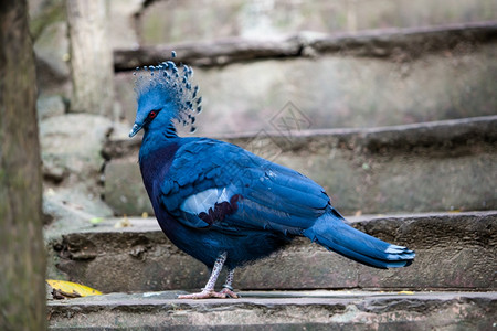 维多利亚加冕鸽异种鸟哥拉维多利亚图片