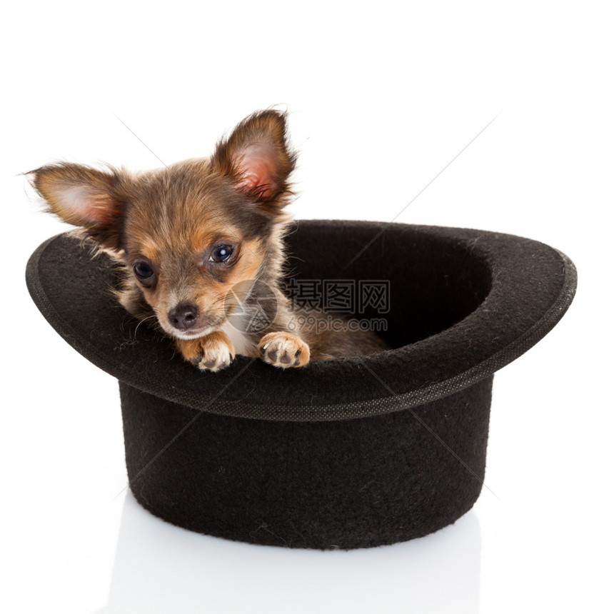 吉娃小狗坐在顶帽子图片