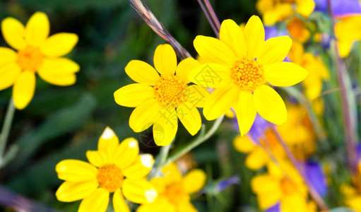 各种野花每个夏天都做一简短但多彩的展示高清图片