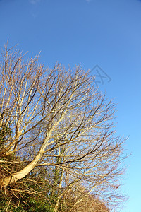 树枝的与蓝天对立秋为风景图片