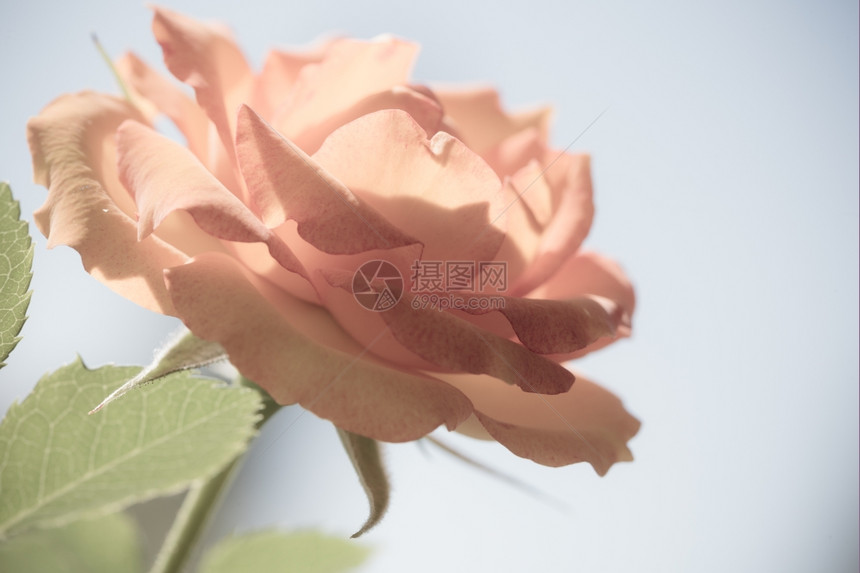 大自然关闭美丽的花朵软粉红色的玫瑰花作为背景图片