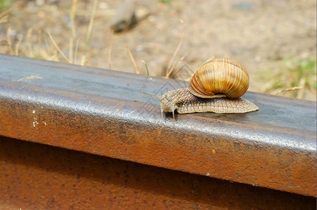 铁路上的蜗牛图片