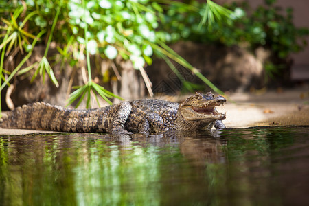 Caimancrocodilus年轻鳄鱼图片