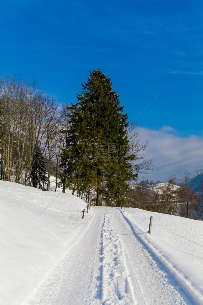 冬季雪路图片