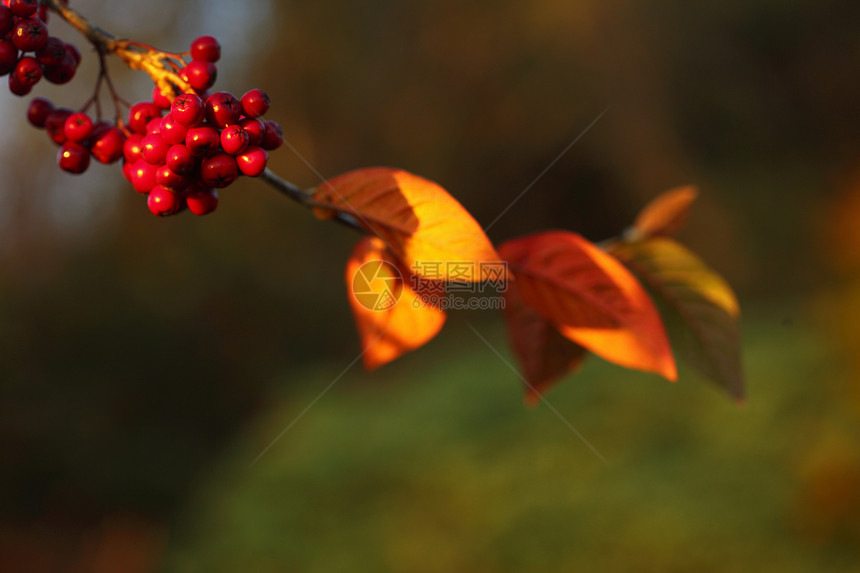 绿背景的自然环境秋天罗万浆果图片