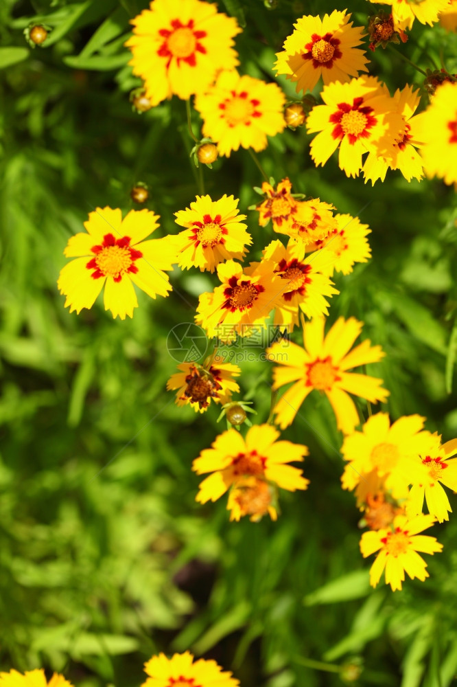 花园或阳光明媚的草原上黄花春或夏背景图片