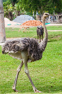 动物园中的ostrich高清图片