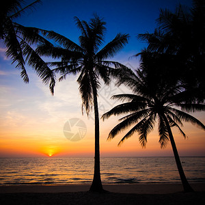 热带海滩上美丽的日落棕榈树和图片