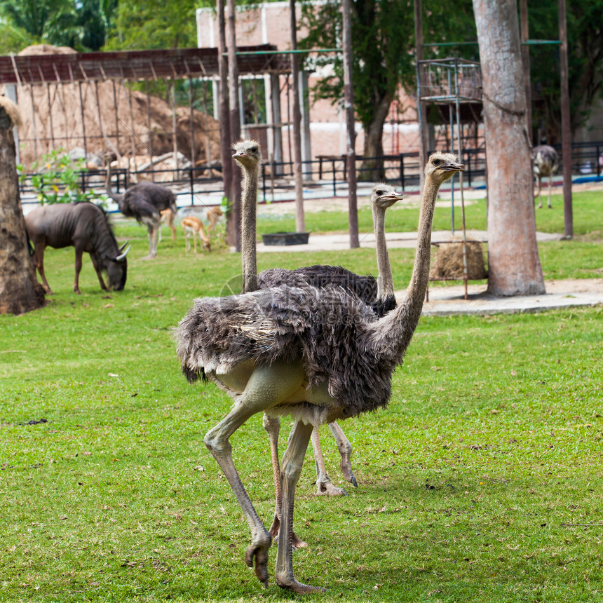 动物园中的ostrich图片